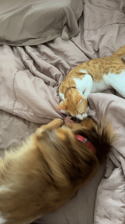 Cat and dog play together on bed in Ubud