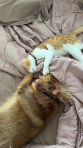 Cat and dog play together on bed in Ubud