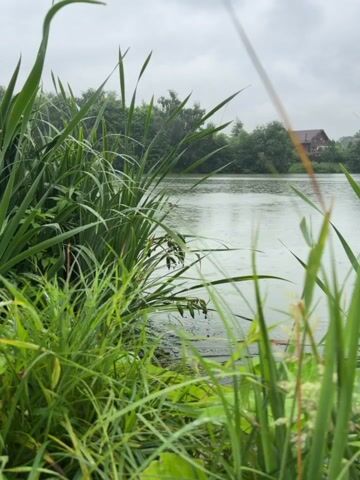 The video shows a close-up view of tall, green grass in the foreground, with a calm lake in the background. The sky is overcast, and it appears to be raining lightly, as evidenced by the ripples on the water's surface. Trees line the far bank of the lake, and a house with a brown roof is visible among them. The camera is positioned low, looking out over the water.