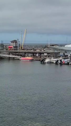 The video shows a marina with several boats docked. In the foreground, the water is visible, and a light-colored object, possibly a seal or a log, is partially submerged. Further back, a large white yacht is prominently docked, with several smaller boats and sailboats moored alongside it. A pier with railings and more boats can be seen beyond the docked vessels. The sky is overcast.