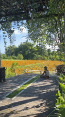 Orange marigold field draws visitors in Banjarangkan, Indonesia