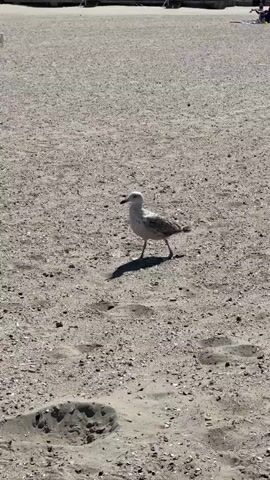 The video shows a seagull standing on a sandy beach. In the background, there are buildings and a few people. The sky is blue with some clouds. The camera is focused on the seagull, which is facing to the left. The seagull's shadow is visible on the sand. There are some footprints in the sand around the seagull.