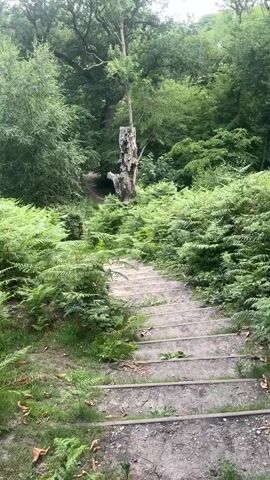 This media file depicts a scene within a woodland environment. The primary subjects are the lush green ferns that dominate the foreground and midground, creating a dense undergrowth. A rustic, weathered wooden staircase is visible, leading upwards into the foliage. In the background, a tall, gnarled, dead tree trunk stands prominently amidst a canopy of mature deciduous trees. The overall setting is a natural, untamed woodland, likely in Gravesham, United Kingdom.

The activity suggested by the media is walking or hiking, with the staircase indicating a path through the woods. There are no people or animals visible. The time of day appears to be daytime, with soft, diffused natural light suggesting an overcast or hazy sky, consistent with typical British weather. The abundance of ferns and the dense tree cover indicate a temperate climate and a period of growth, likely spring or summer. The atmosphere is one of natural tranquility and perhaps a touch of wildness, emphasized by the dead tree. No text is visible in the media file.