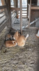 Utrecht petting farm visit captured with rabbits, goats, chickens