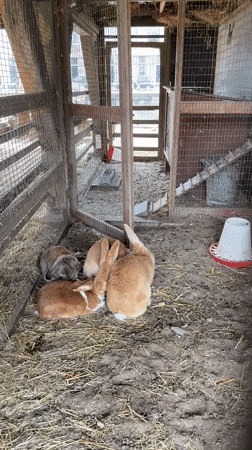 Utrecht petting farm visit captured with rabbits, goats, chickens