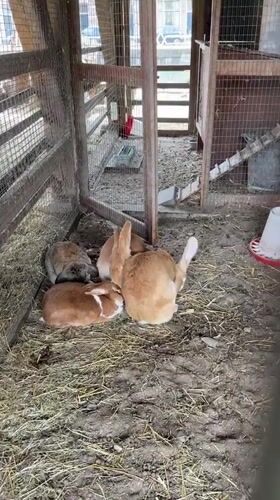Utrecht petting farm visit captured with rabbits, goats, chickens