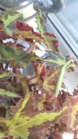 A close-up shot focuses on a green praying mantis perched on a plant with mottled red and green leaves. The mantis is elongated and thin, with its forelegs held in front of it. The plant's leaves have a textured, somewhat fuzzy edge. The background is slightly out of focus, showing a bright window and a metal object.