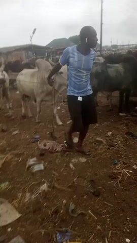 The video shows a man leading a white bull through a dirt lot with other cattle. He is wearing a blue and white shirt and black shorts and sandals. The bull is being led by a rope that goes through its nose. There is trash on the ground and other people are in the background.