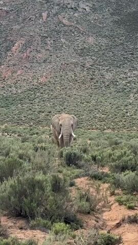 An African elephant stands prominently in the center of a semi-arid landscape, facing directly towards the viewer. The elephant has large tusks curving upwards and outwards, and its ears are slightly fanned. It is mostly still, with only minor head movements.

The setting is characterized by sparse, greenish-brown scrubland and bushes covering rolling terrain. In the background, a large, rocky mountain or hill, covered in similar low-lying vegetation, rises steeply. The ground visible beneath the bushes is sandy or reddish-brown dirt. The lighting suggests it is daytime, possibly under clear skies. The overall scene conveys a sense of untouched wilderness. No people or visible text are present. The location context indicates this is in the Witzenberg Local Municipality, South Africa.