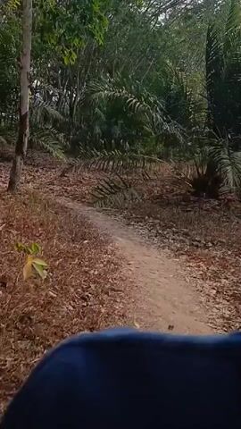 The video shows a first-person perspective of someone riding a vehicle through a wooded area. The path is dirt and covered in fallen leaves. Tall trees with smooth, light-colored bark are visible on both sides of the path, as well as some palm trees and smaller vegetation. In the background, there are glimpses of structures, including a small building and a wall. The lighting suggests it is daytime, possibly late afternoon, with sunlight filtering through the trees.