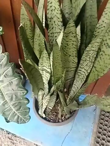 The video shows a close-up view of several potted plants placed against a wooden fence. The plants are lush and green, with large, textured leaves. In the foreground, there is a plant with broad, wavy leaves with prominent white veins. To its right, a snake plant with tall, upright leaves marked with dark green stripes is visible. Further to the right, another plant with heart-shaped leaves cascades downwards. In the background, more foliage of various shapes and sizes can be seen. The pots are black and gray, and they sit on a light blue surface. The ground appears to be a mixture of dirt and small pebbles. The lighting suggests it is daytime, possibly outdoors or in a well-lit indoor space. There are no people or animals present in the video.