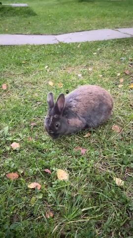 A small, grey and brown rabbit is visible in a grassy area. The rabbit is facing left and appears to be eating or sniffing the grass. Its ears are pointed upwards and slightly to the side. The grass is green with some scattered fallen leaves. A concrete sidewalk or path is visible in the background, running diagonally from the top left to the middle of the frame. The overall scene suggests an outdoor environment, possibly a yard or park.