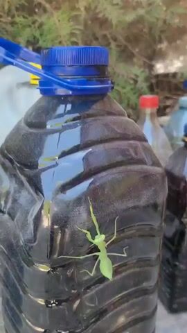 A praying mantis crawls on a large dark plastic bottle. The bottle appears to be a repurposed container, possibly for liquids, with a blue cap and a strap attached. The mantis is green with visible legs and antennae. The background is blurred but suggests an outdoor environment with other plastic bottles and possibly vegetation. The lighting is natural, indicating daytime.