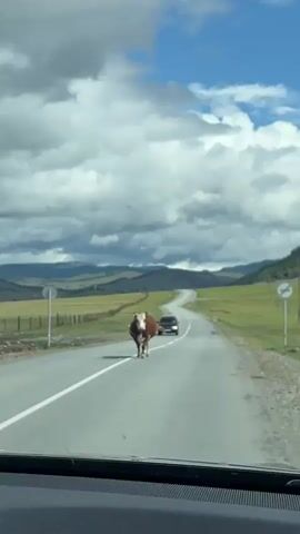 A brown and white cow walks down the center of a paved road. The road curves to the right and disappears over a hill. The cow is walking away from the camera. In the distance, a black SUV is driving towards the cow. The landscape on either side of the road is green and hilly. The sky is cloudy. The video is shaky, suggesting it was filmed from a moving vehicle.