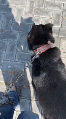 Dog walker spotted with black dog in Mexican town