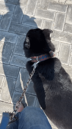 Dog walker spotted with black dog in Mexican town