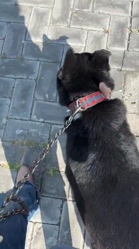 Dog walker spotted with black dog in Mexican town