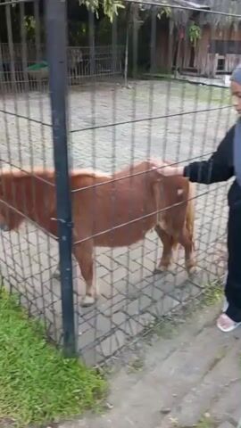 A brown and white pony with a light mane walks in an enclosure with a paved floor and a wire fence. A gray pony with a white mane and spots on its face walks in the same enclosure. Grass is visible outside the fence.
