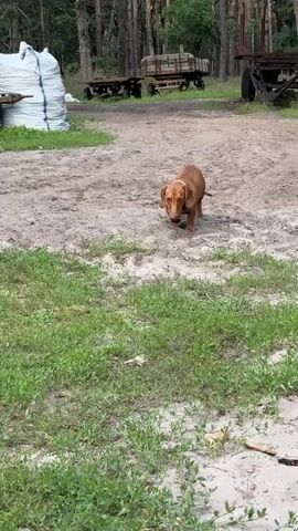 A medium shot shows a tan dachshund walking on a dirt path in front of a grassy area. The dog has long ears and a light-colored collar. In the background, there are trees, a large white sack, and two old farm trailers. The dog walks toward the camera, stops, then lowers its head.