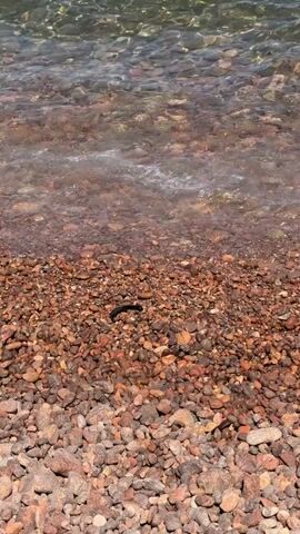 The video shows a close-up view of a rocky shoreline with the water gently lapping at the edge. The rocks are various shades of red, brown, and gray, and they are smooth and rounded. The water is clear and shallow, and the sunlight glints off the surface. A small black object, possibly a piece of debris or a small creature, is visible on the rocks. The waves are small and gentle, creating a peaceful and serene atmosphere.