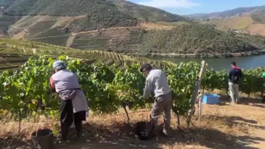 Several people are harvesting grapes in a vineyard located on a hillside overlooking a river.  Some individuals are actively picking grapes from the vines and placing them into buckets, while others appear to be walking along a dirt path within the vineyard.  The vineyard is terraced, creating distinct levels on the hillside. In the background, a river flows between the hills, with a bridge visible in the distance. The sky is clear and blue.