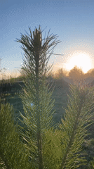 Pine trees filmed on sunny afternoon in Nizhny Tagil