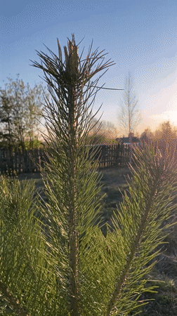 Pine trees filmed on sunny afternoon in Nizhny Tagil