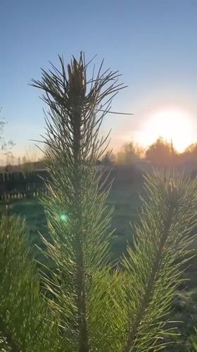 Pine trees filmed on sunny afternoon in Nizhny Tagil