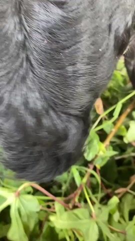 The video captures a close-up view of a black goat with curved horns, eating green leafy plants from a trough. The goat's head is lowered into the trough, obscuring most of its face. The background reveals a wooden enclosure made of bamboo poles. A white goat is partially visible in the background, also within the enclosure. The lighting appears to be natural daylight. The video is short, with the camera panning slightly to follow the goat's movements as it eats.