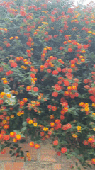 Vibrant Lantana flowers bloom in La Paz, Bolivia