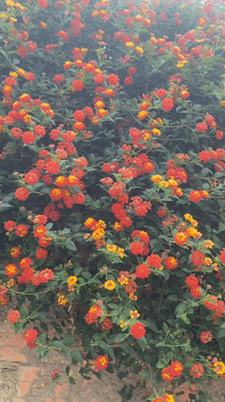 Vibrant Lantana flowers bloom in La Paz, Bolivia