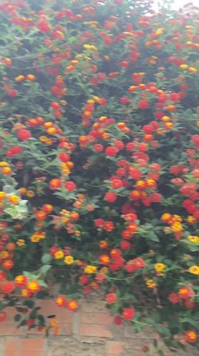 Vibrant Lantana flowers bloom in La Paz, Bolivia