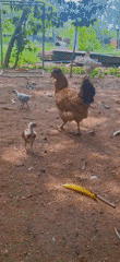 Rural Venezuelan documents backyard life chickens insects fire