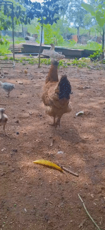 Rural Venezuelan documents backyard life chickens insects fire