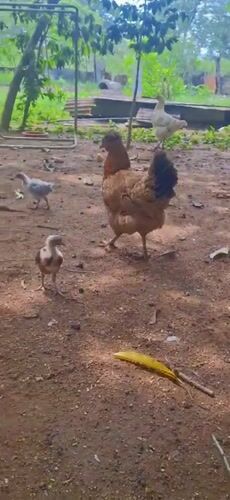 Rural Venezuelan documents backyard life chickens insects fire