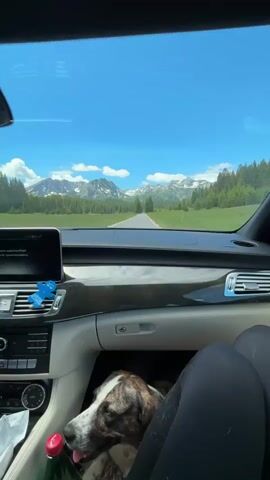 This video shows the view from inside a car driving on a road towards snow-capped mountains. The car's dashboard is visible in the foreground, with a dog lying on the passenger seat. The road is paved and surrounded by green fields and pine trees. The sky is blue with some white clouds. The video appears to be filmed during the daytime.