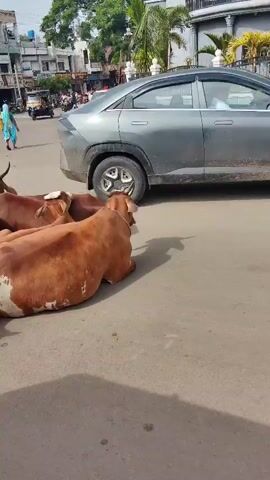 A video shows a street scene with several cows lying down in the road. Cars and motorcycles are driving around the cows. Buildings and trees are visible in the background. The sky is cloudy. A person in a blue outfit walks past in the background.