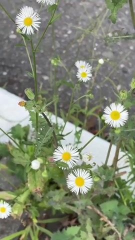 This is a close-up, slightly shaky video of a cluster of small white flowers with yellow centers. The flowers appear to be growing in a patch of green weeds near a concrete surface, possibly a sidewalk or road. Some of the flowers are in full bloom, while others are still buds. The lighting suggests it is daytime, but the overall tone is muted, possibly due to overcast conditions. There are no people or other living creatures visible in the frame. The focus shifts slightly throughout the video, with some parts of the foreground and background appearing sharper than others.