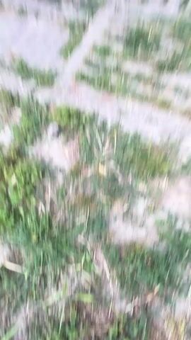 The video opens with a blurry shot of an outdoor yard. A white dog is the main subject of the video, and it is standing on its hind legs, leaning over a railing. The dog has light-colored eyes and a pink nose. Its mouth is open, and its tongue is visible. The dog appears to be either barking or panting.

The setting seems to be a backyard with a wooden fence, some trees and plants, and what looks like some discarded materials such as wooden pallets and a rusty metal sheet. There is also a ladder visible in the background. The lighting suggests it's daytime, possibly late afternoon or early evening, with dappled sunlight filtering through the trees.

The overall mood of the video appears to be lighthearted and possibly playful, given the dog's energetic posture and open mouth. There is no visible text in the video. The location context of Tsarevets, Bulgaria, hints at a rural or semi-rural setting within that region.
