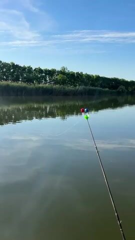 This is a vertical, medium shot video of a fishing rod in the water. The rod is positioned on the right side of the frame and extends towards the top. At the end of the rod, there are two bobbers, one red and one blue, with a green one attached to the blue one. A fishing line extends from the bobbers into the water. The water is calm and reflects the sky and surrounding greenery. In the background, there is a lush green treeline with tall reeds growing along the water's edge. The sky is a clear blue with a few wispy white clouds. The sun is bright, indicating it is likely morning or late afternoon. The overall mood is peaceful and serene, suggesting a tranquil fishing experience. The video was filmed in Platnirovskaya, Russia. There is no visible text in the video.