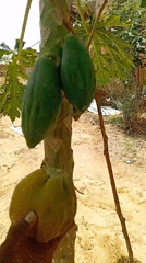 Person holds ripe papaya in Jos garden