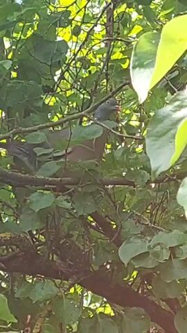 A pigeon sits on a branch of a tree surrounded by green leaves. The pigeon is facing right and its head is turned slightly to the left. The pigeon's body is mostly gray and its head is a lighter shade of gray with a blue-gray neck. Its eye is visible and appears to be dark. The pigeon's beak is pointed and appears to be dark. The tree branch is brown and covered in small bumps. The leaves are large and green, some are lighter green and appear to be backlit by the sun. The lighting suggests it is daytime.