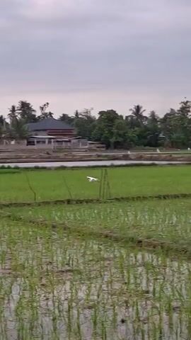 The video opens on a wide shot of a flooded rice paddy. In the foreground, rows of young green rice shoots are visible. In the midground, a white bird, likely an egret or heron, stands on a raised pathway dividing the paddy. The bird is facing left. Behind the paddy, a body of water is visible, beyond which is a row of palm trees and several houses. The sky is overcast. The video then shows the white bird take flight and move across the frame to the left. It lands on the pathway again, further to the left. The camera remains static throughout.