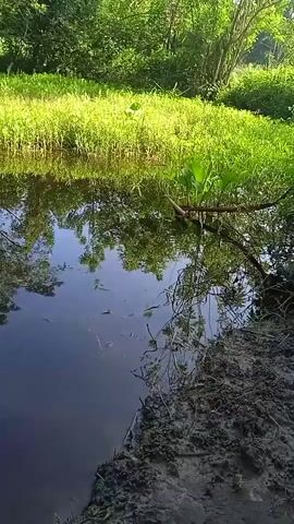 The video shows a body of dark water in the foreground with a muddy bank on the right side. The water reflects the surrounding greenery and trees. On the left side of the water, there is a patch of tall, bright green grass that appears to be growing in or very near the water. In the background, there is a dense area of trees and foliage, with the sun shining through, illuminating the grass. A few plants are growing in the water in the middle ground. The scene appears to be a natural environment, possibly a pond or slow-moving stream. There are no people or animals visible in the video. The overall impression is one of a peaceful and serene natural landscape.