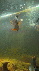 Tropical cichlid fish observed in Chaikovsky aquarium display