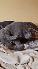 Grey cat documented grooming, playing during 3-hour observation period