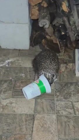 A hedgehog is foraging from a white plastic container with a green label on a tiled floor. The hedgehog's head is inside the container, and it appears to be eating something. In the background, there are stacks of firewood and cinder blocks. The lighting is dim, suggesting it is nighttime or indoors.