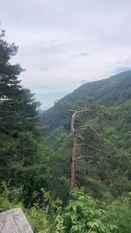 The video captures a panoramic view of a lush, green mountain landscape under a cloudy sky. In the foreground, the curved trunk of a pine tree stands out against a backdrop of dense, verdant forest that covers the slopes of rolling hills. The camera pans slowly to the right, revealing more of the mountainous terrain, characterized by steep, densely wooded valleys and peaks. The overall impression is one of natural beauty and tranquility, with no human presence or man-made structures clearly visible in the immediate vicinity. The light suggests it is daytime, likely morning or late afternoon, given the soft, diffused illumination.