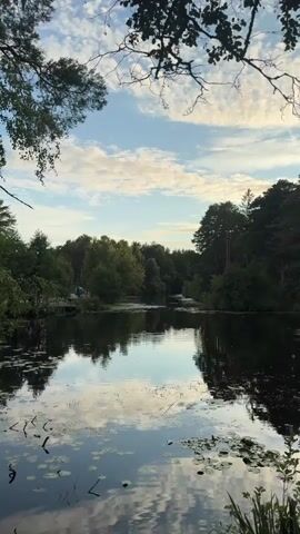 The video shows a serene natural scene. A calm body of water, likely a lake or pond, is in the foreground, with lily pads floating on its surface. The water reflects the sky and the surrounding trees, creating a mirror-like effect. Dense green trees and foliage line the banks of the water, forming a lush forest. In the distance, a small bridge can be seen, and a few indistinct figures are present near it. The sky above is a pale blue with scattered white, wispy clouds, suggesting either early morning or late afternoon. The branches of trees hang into the frame from the top, adding to the natural, outdoor ambiance.