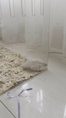 Pet hamster and tropical flowers observed indoors early morning